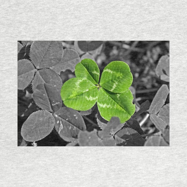 Lucky Four leaf Clover by Furtographic